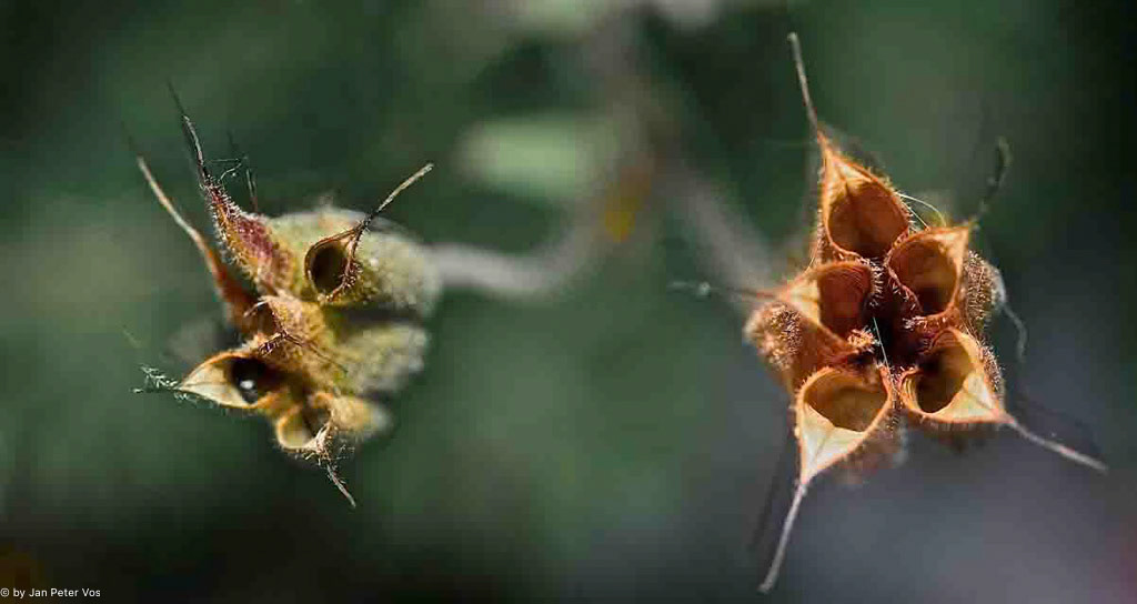 All in the Family: 80x160cm