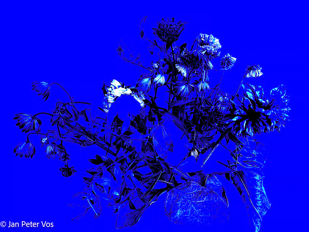 “My Bouquet for You”, 411204-503