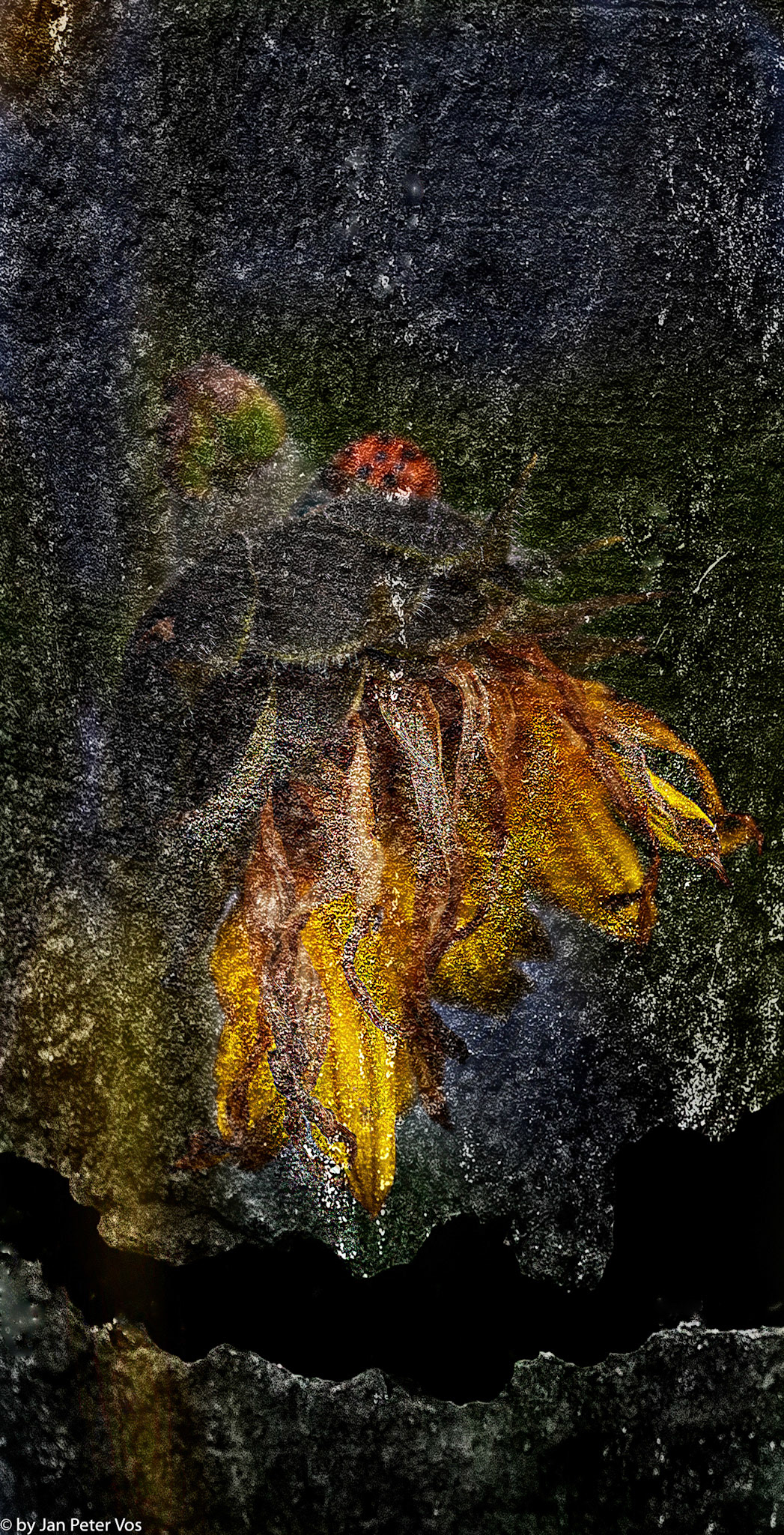 Ladybird on Guard, 404084-3