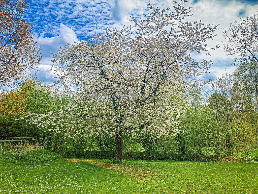 The heavenly Experiences of a Tree, 410866-406