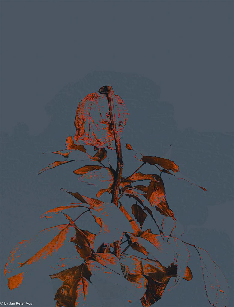 The Backside of a Rose, 411171-106