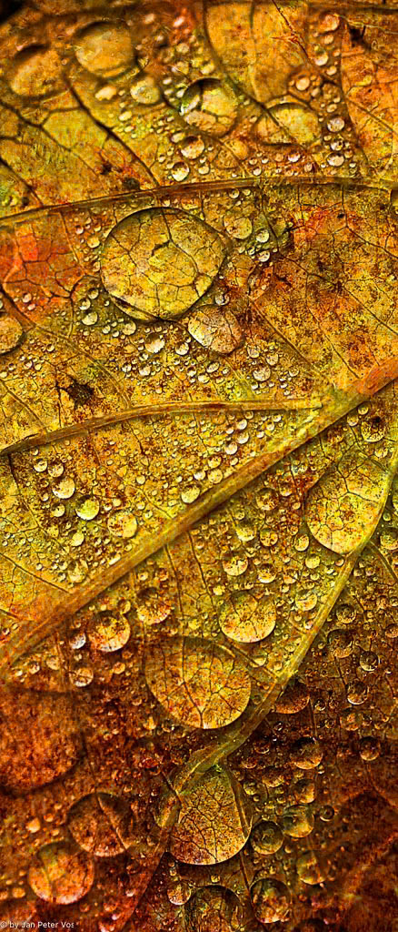 The Tale of the Golden Drops, 401337-101