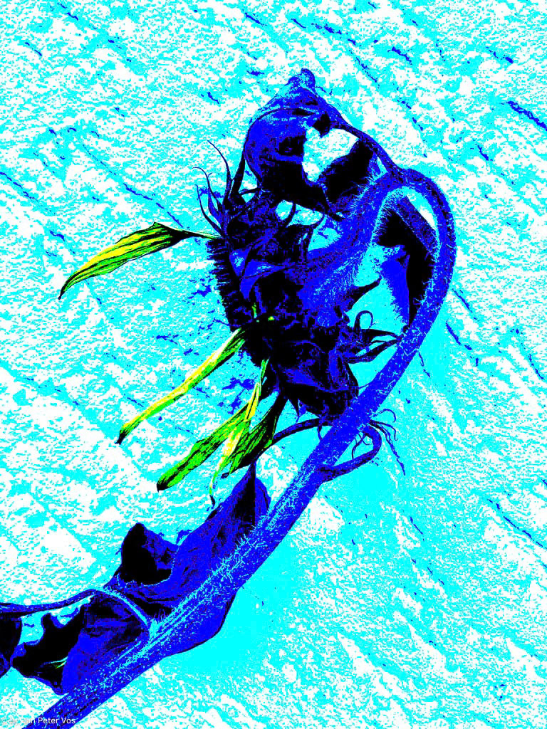 The Twilight of a Sunflower, 411143-100