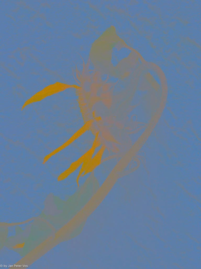 The Twilight of a Sunflower, 411143-101