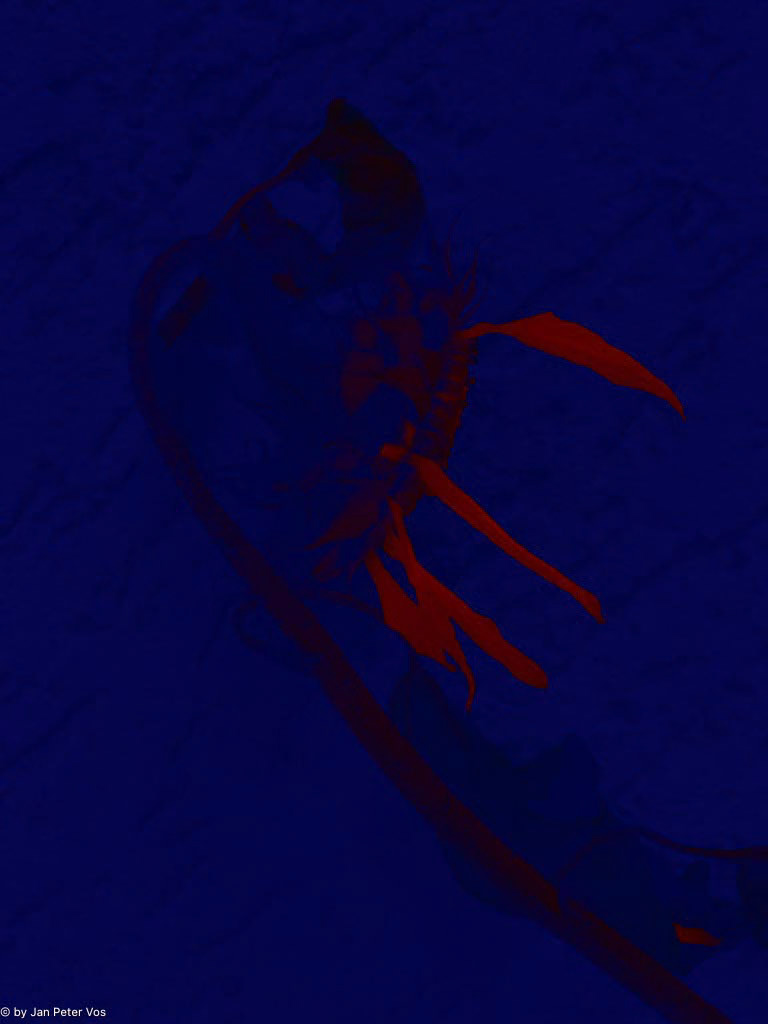The Twilight of a Sunflower, 411143-109