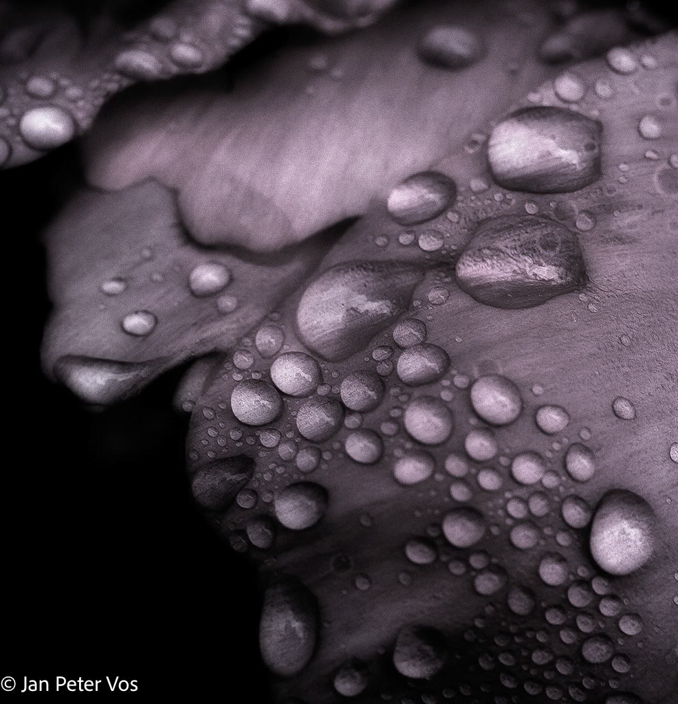 Reunion, 405155-100