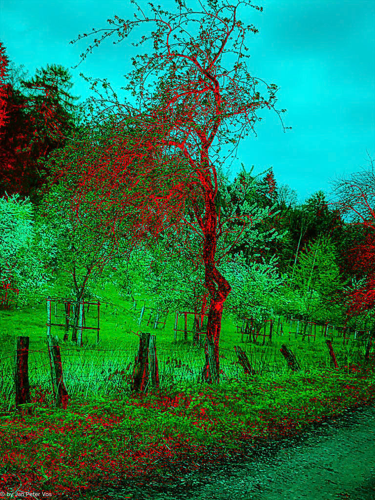 The Emotions of a Tree, 411735-101