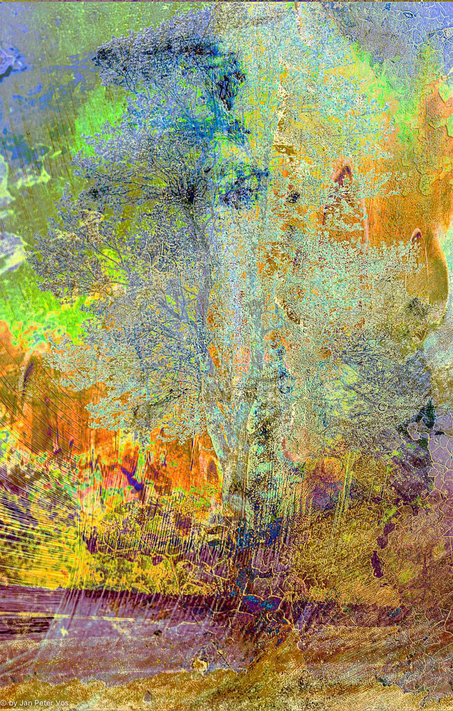 The Reflections of a Tree, 400969-102