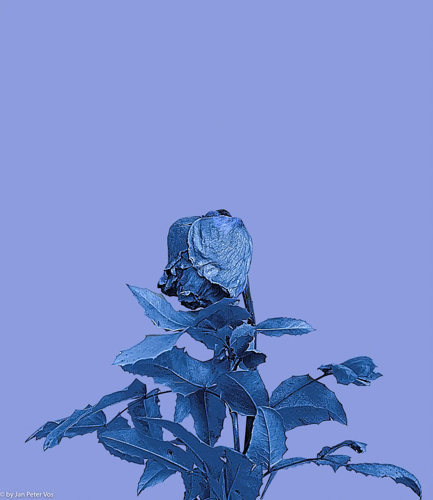 Lady in Blue, 411170-103