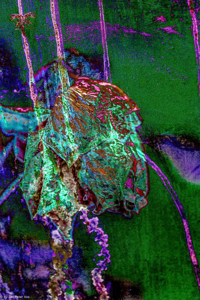 Migraine, 405988-117