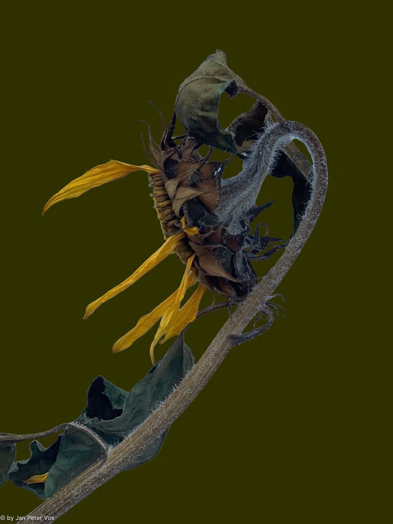 The Twilight of a Sunflower, 411143