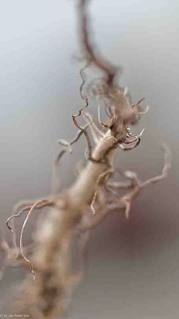 Back to the Roots (2):80x50cm