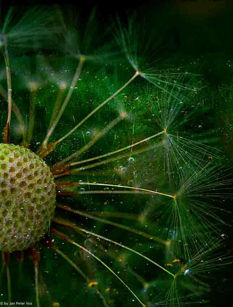 Rays of Joy: 80x60cm