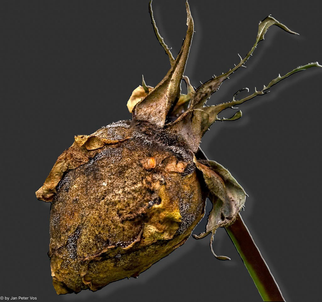 The Crown of a lost Hegemon , 406060-107