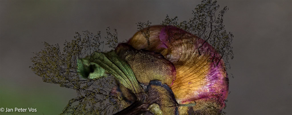 My Planet, 405473-102