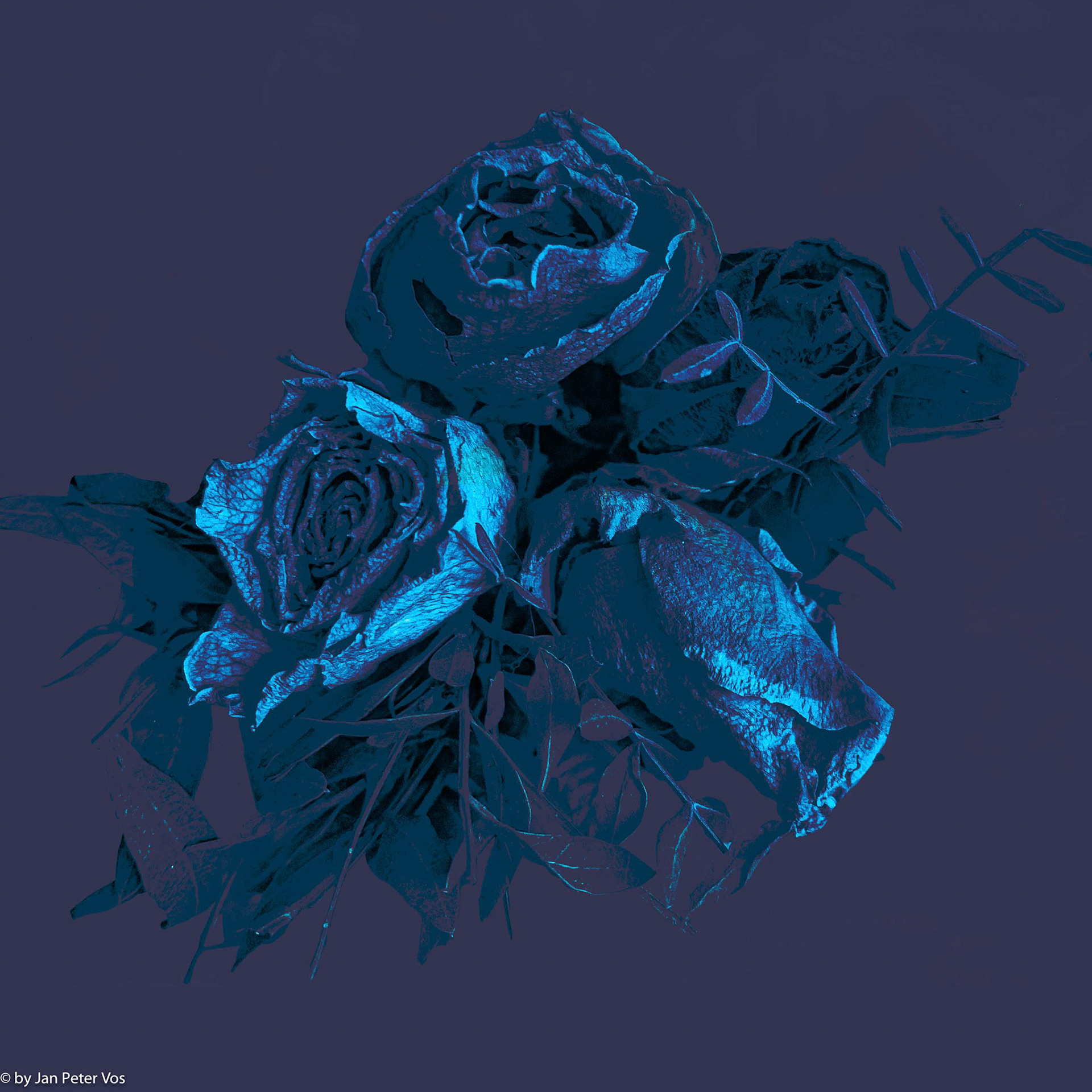 La Vie en Rose, 411202-104