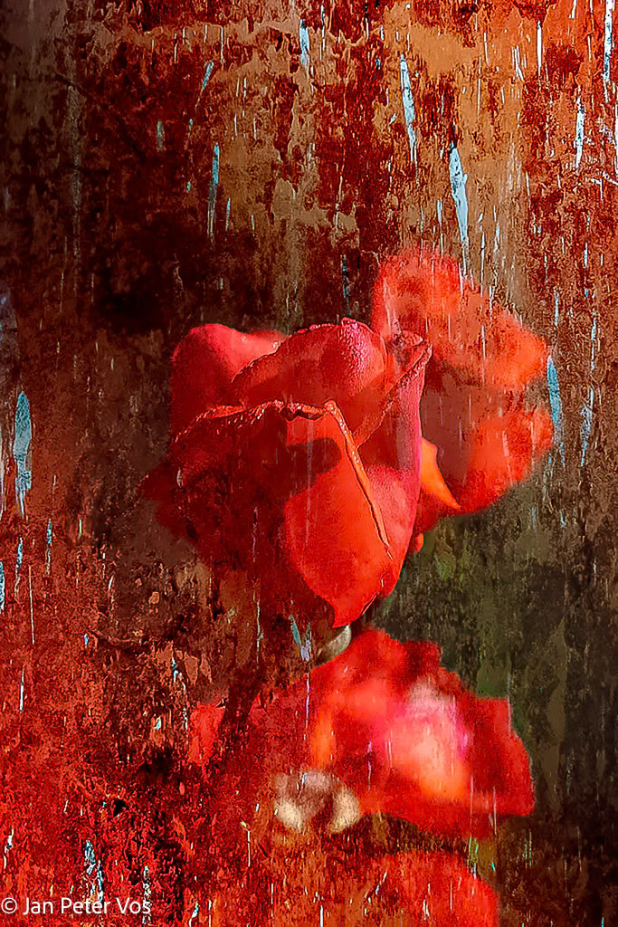 Elixir of Love, 406070-106