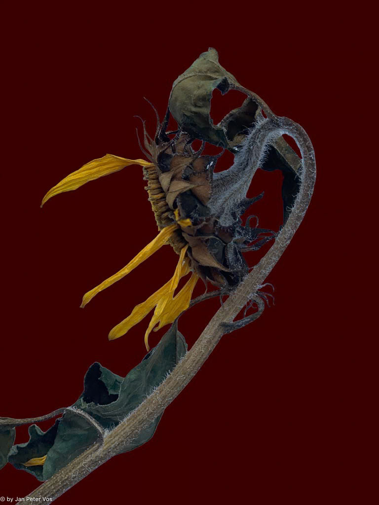 The Twilight of a Sunflower, 411143-202