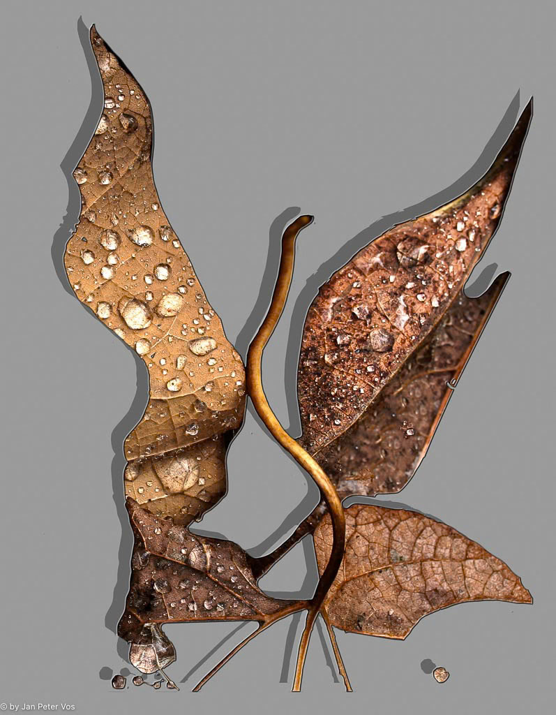 The Composition of a Lady Dragon, 403969-201