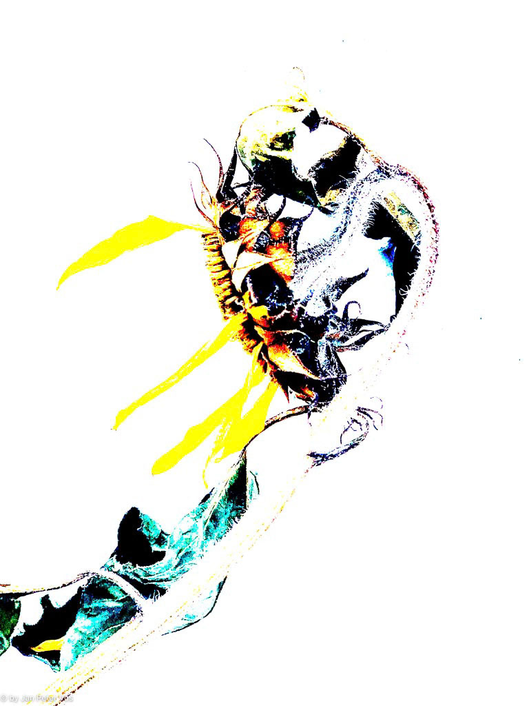 The Twilight of a Sunflower,411143-105