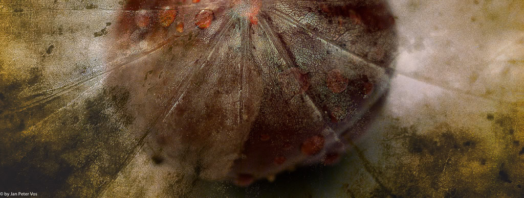 The Rays of Aesculus, 400464