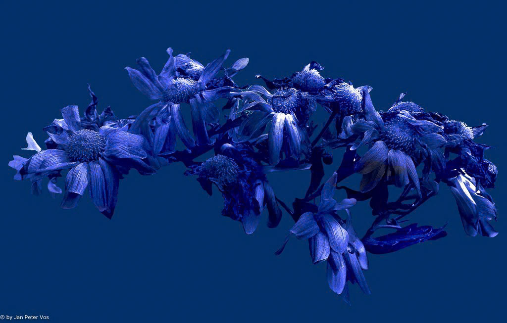 We have been Martha´s Bouquet, 402066-107