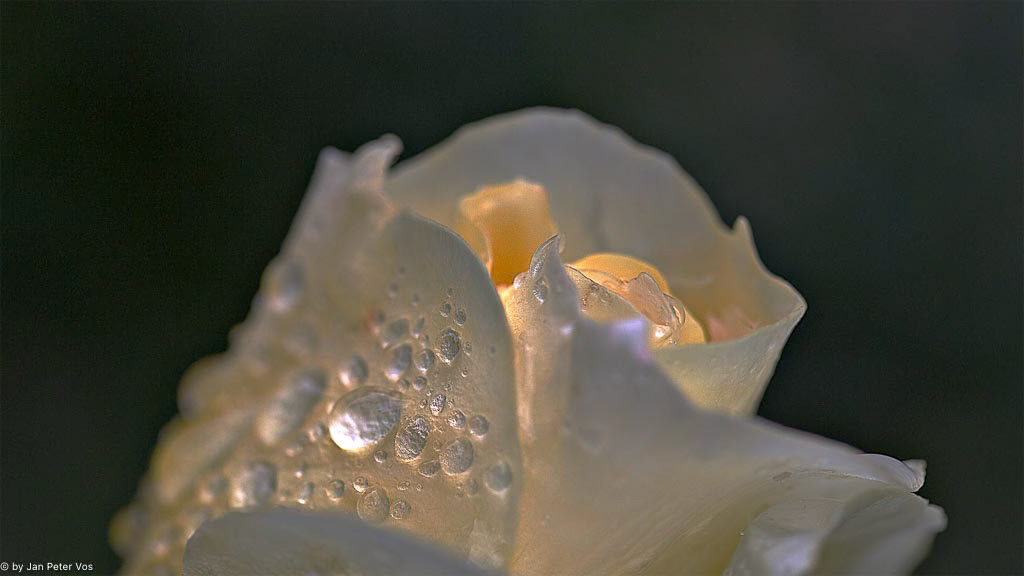 Light of Love, 406055-100