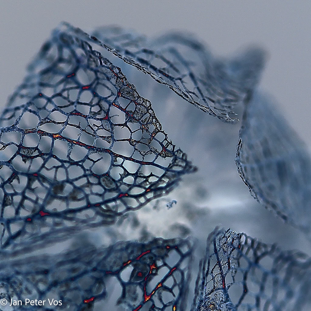 Nature's Networking, 407822-103