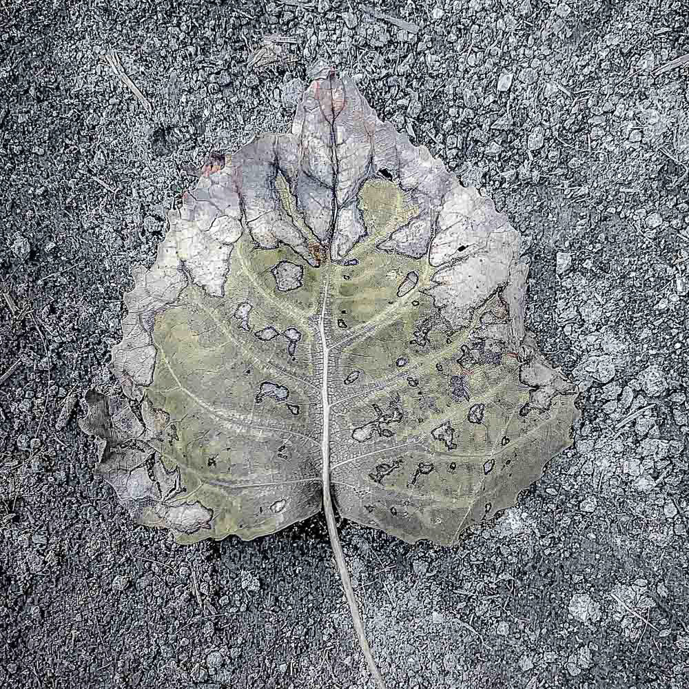 Square-174