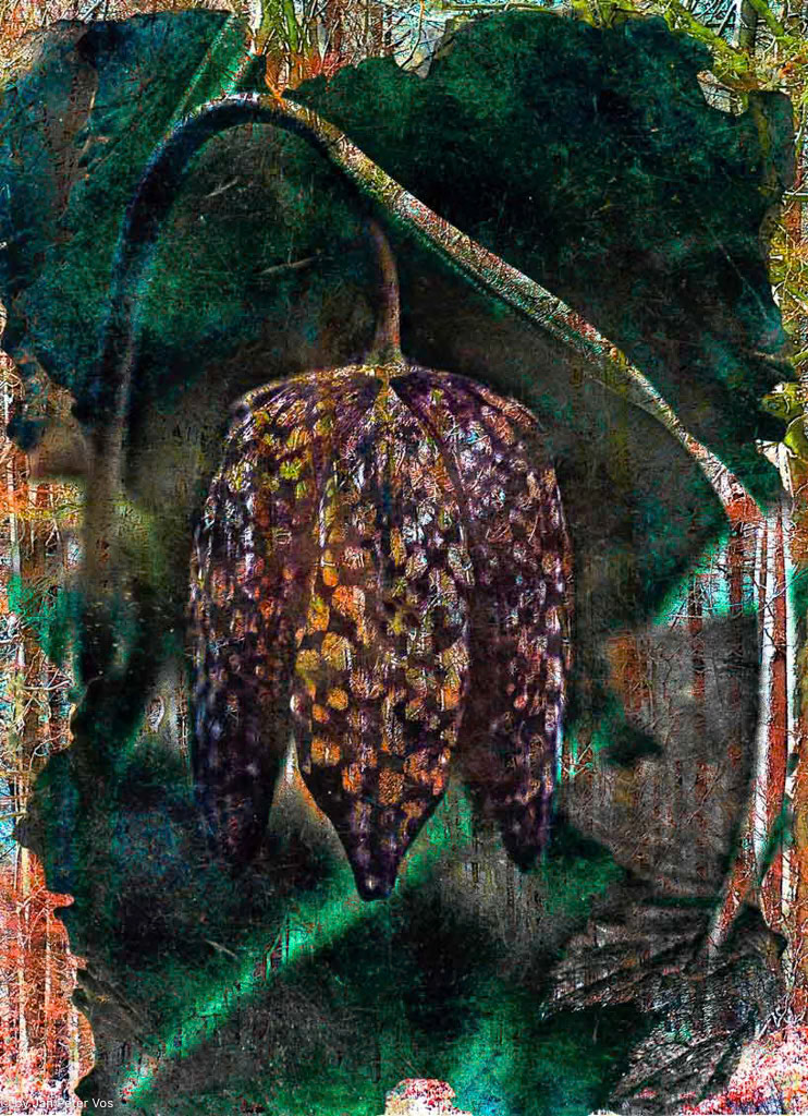 Fritillaria: 110x80cm