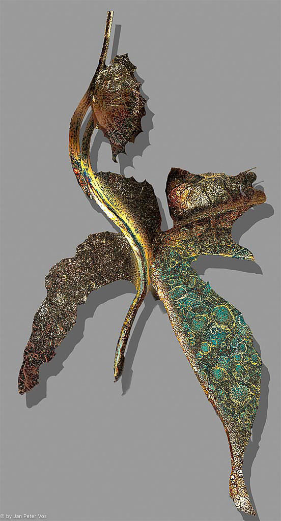 Lady Dragon, 403971-101