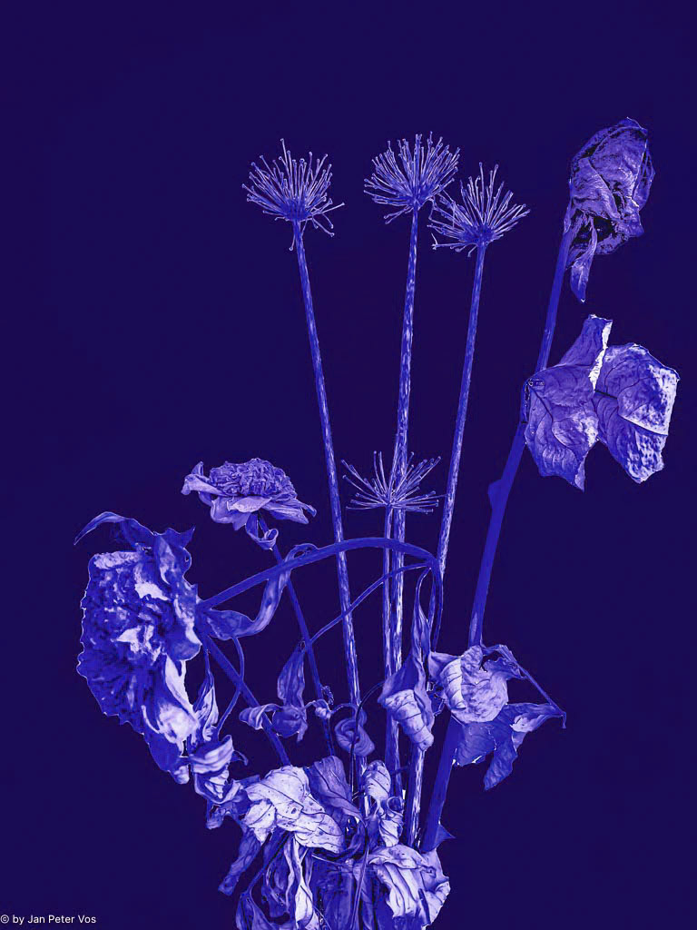The Dynamics of a blue Bouquet, 411078-106