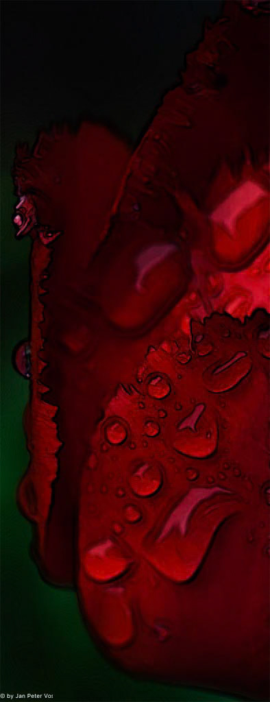 The right Side of a Tulip, 407238-100