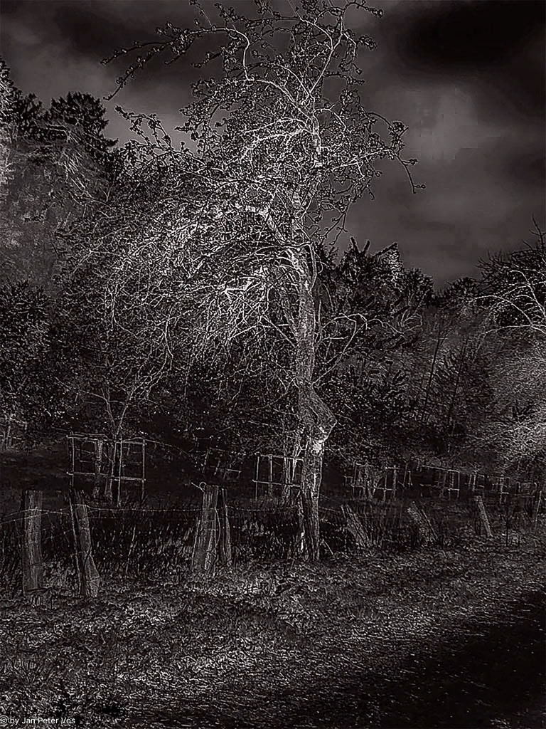 The Black Side of a Tree, 411735-112