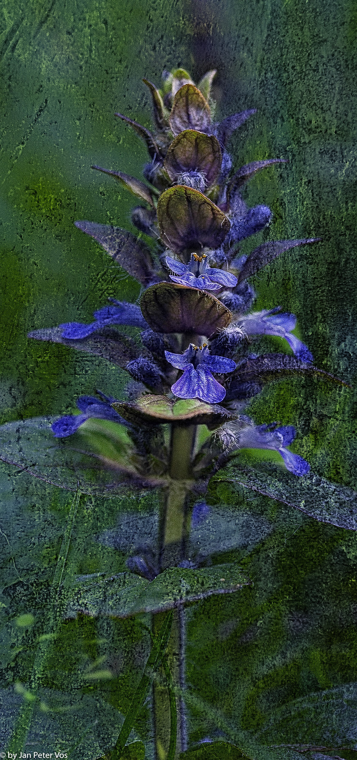 Ajuga, 400645-1