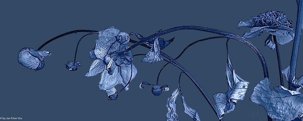 Bouquet in Blue, 411079-305