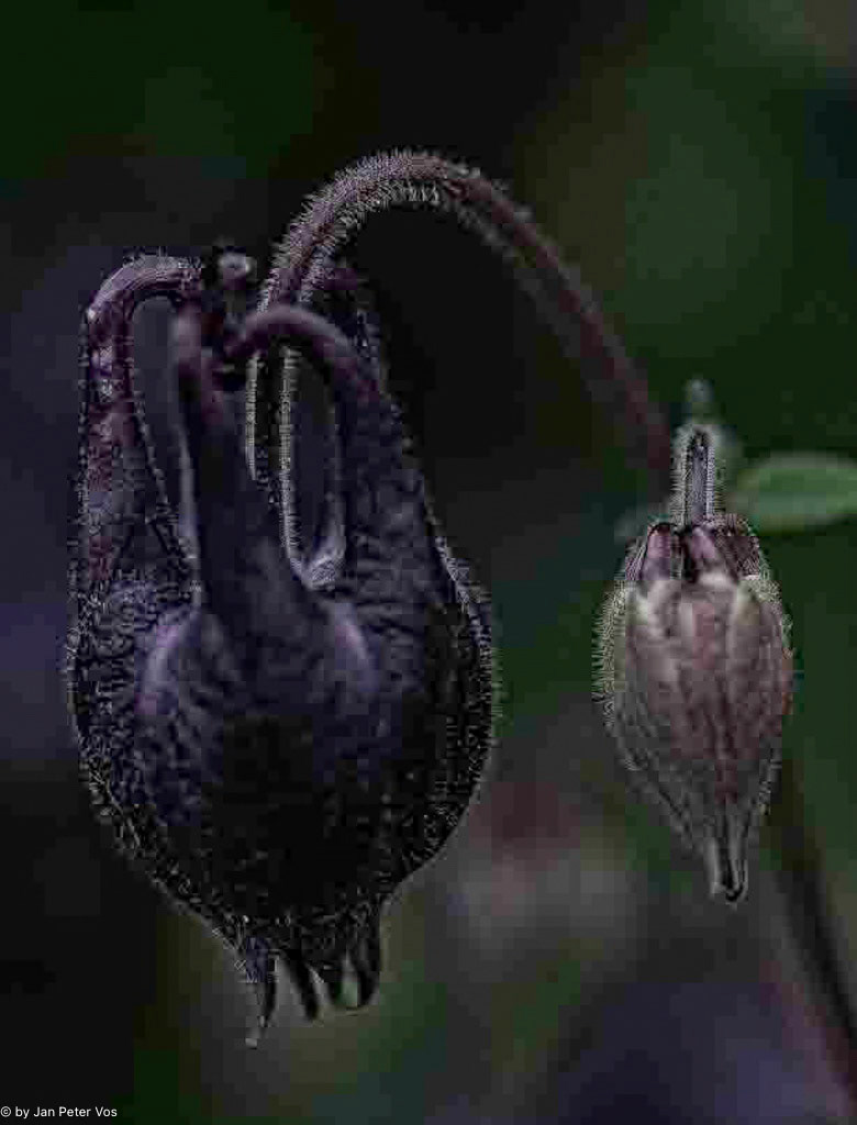 Mother and Daughter: 80x60cm