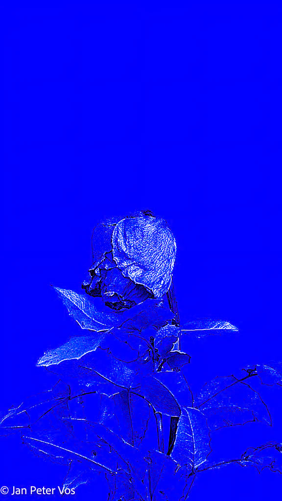 Lady in Blue, 411170-201