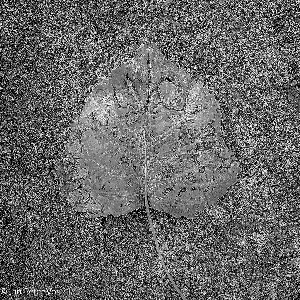 Subtlety, 411538-104