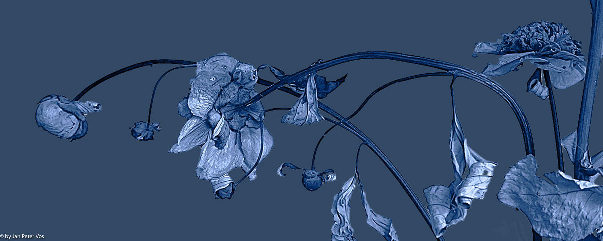 Bouquet in Blue, 411079-305