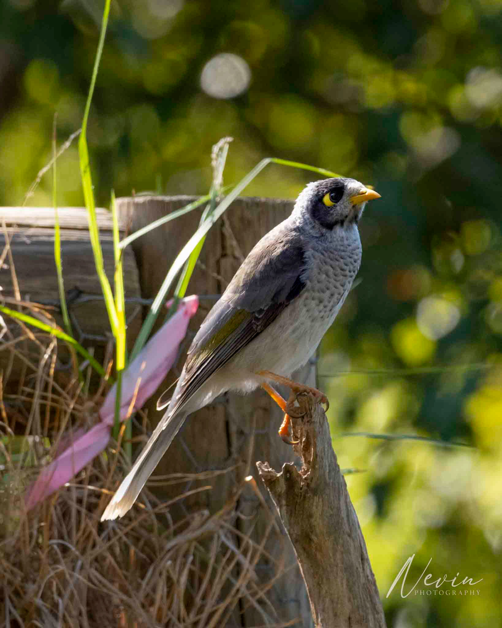 Noisy Miner (Manorina melanocephala) - 10/05/2025