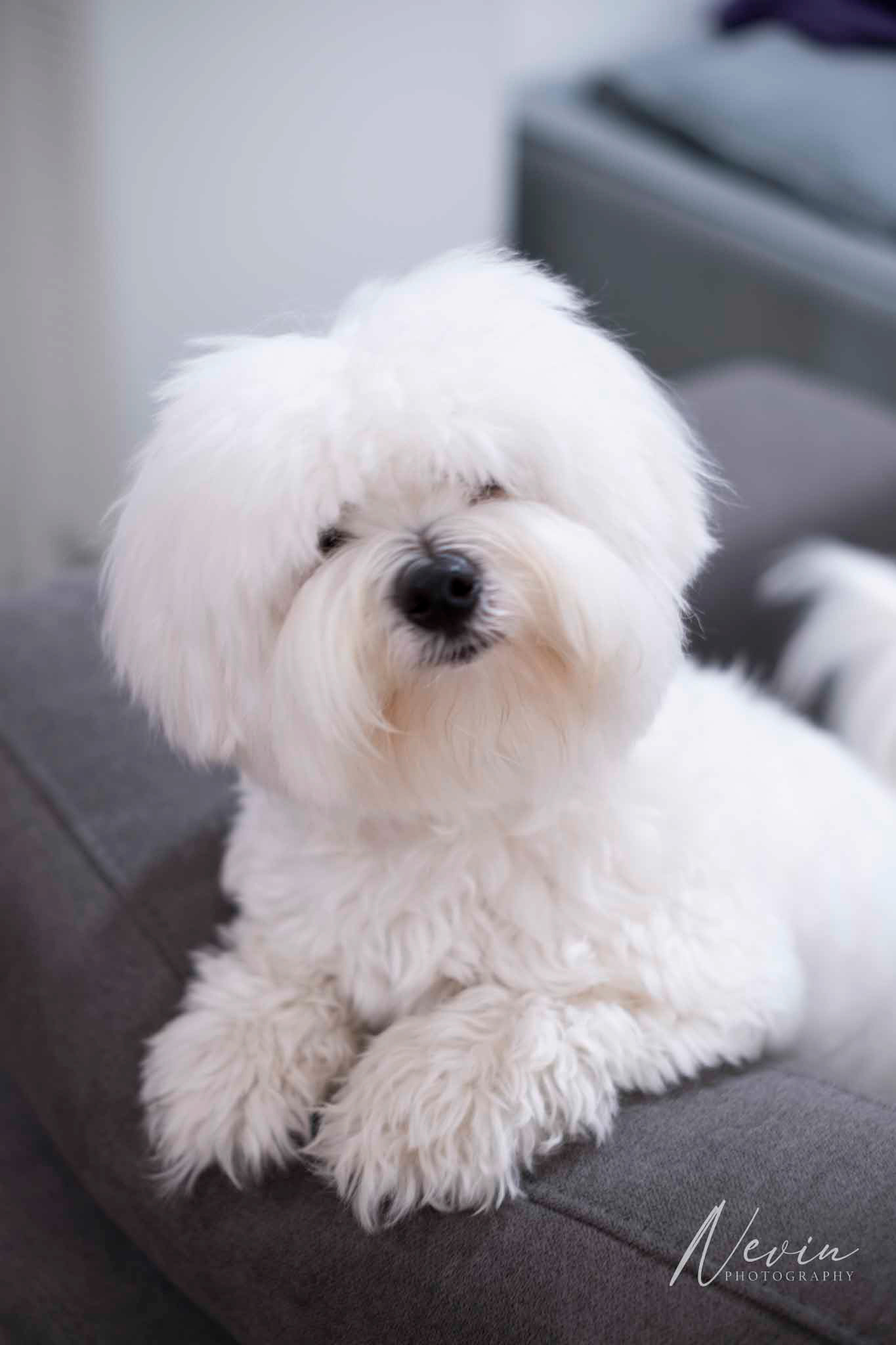 Coton De Luna - 04/12/2024