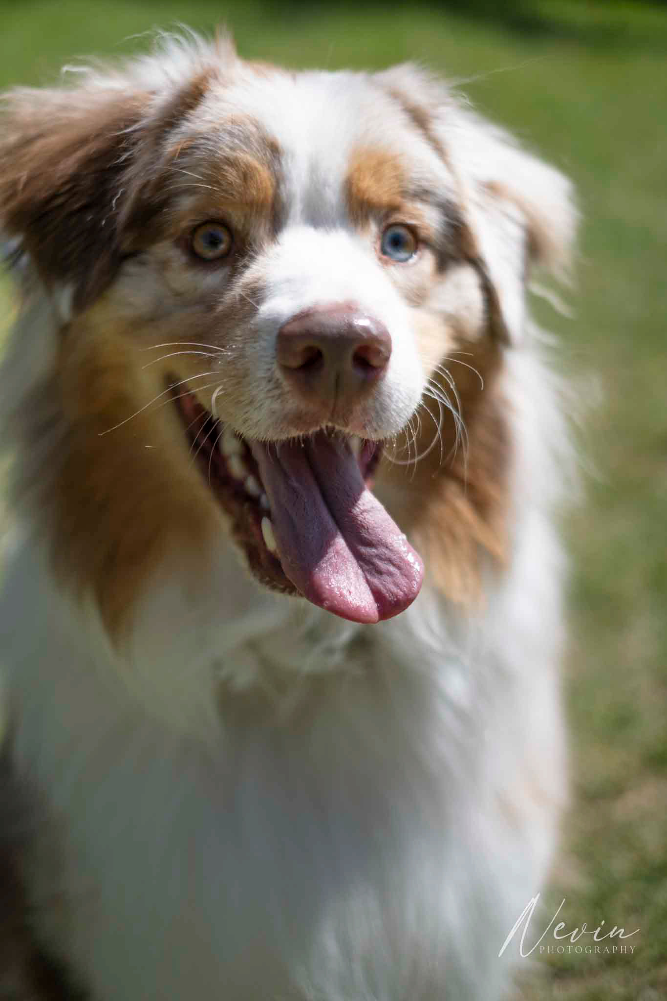 Pets In The Park Stonnington - 23/03/2025