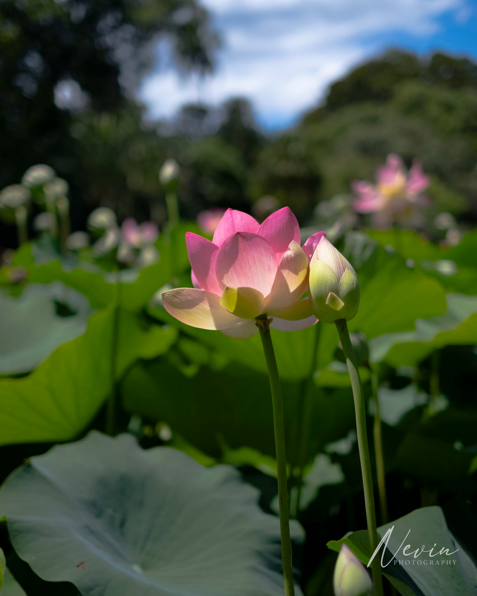 Royal Botanic Gardens Victoria - 09/02/2025