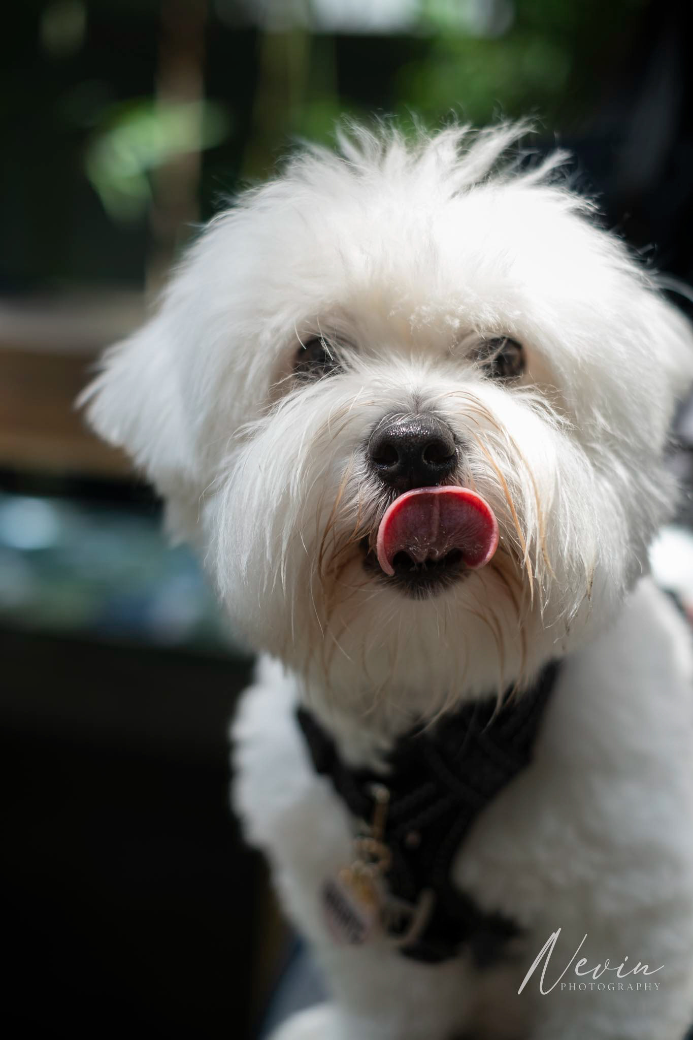 Pints & Paws, Terminus Hotel - 18/01/2025