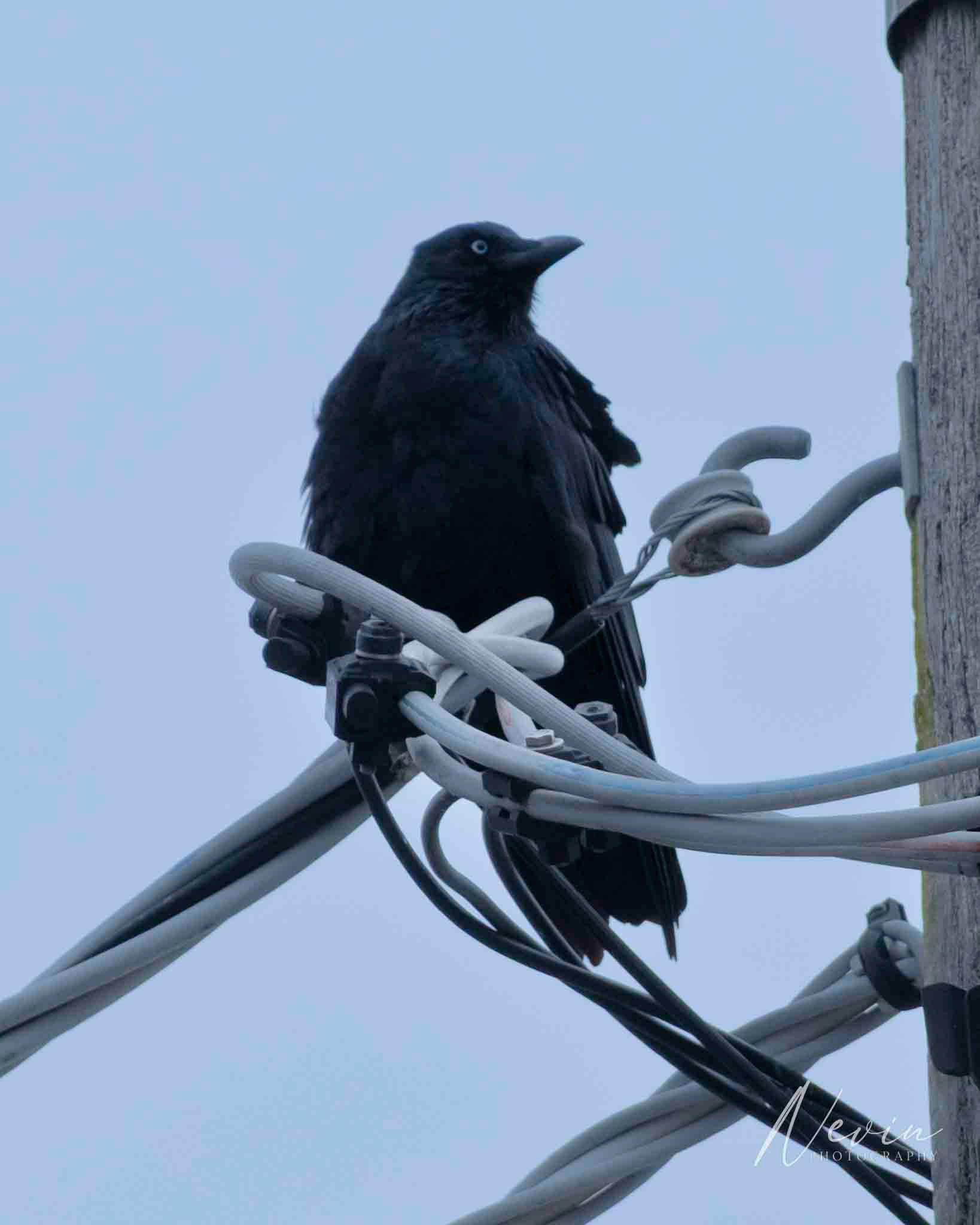 Little Raven (Corvus mellori) - 27/04/2025