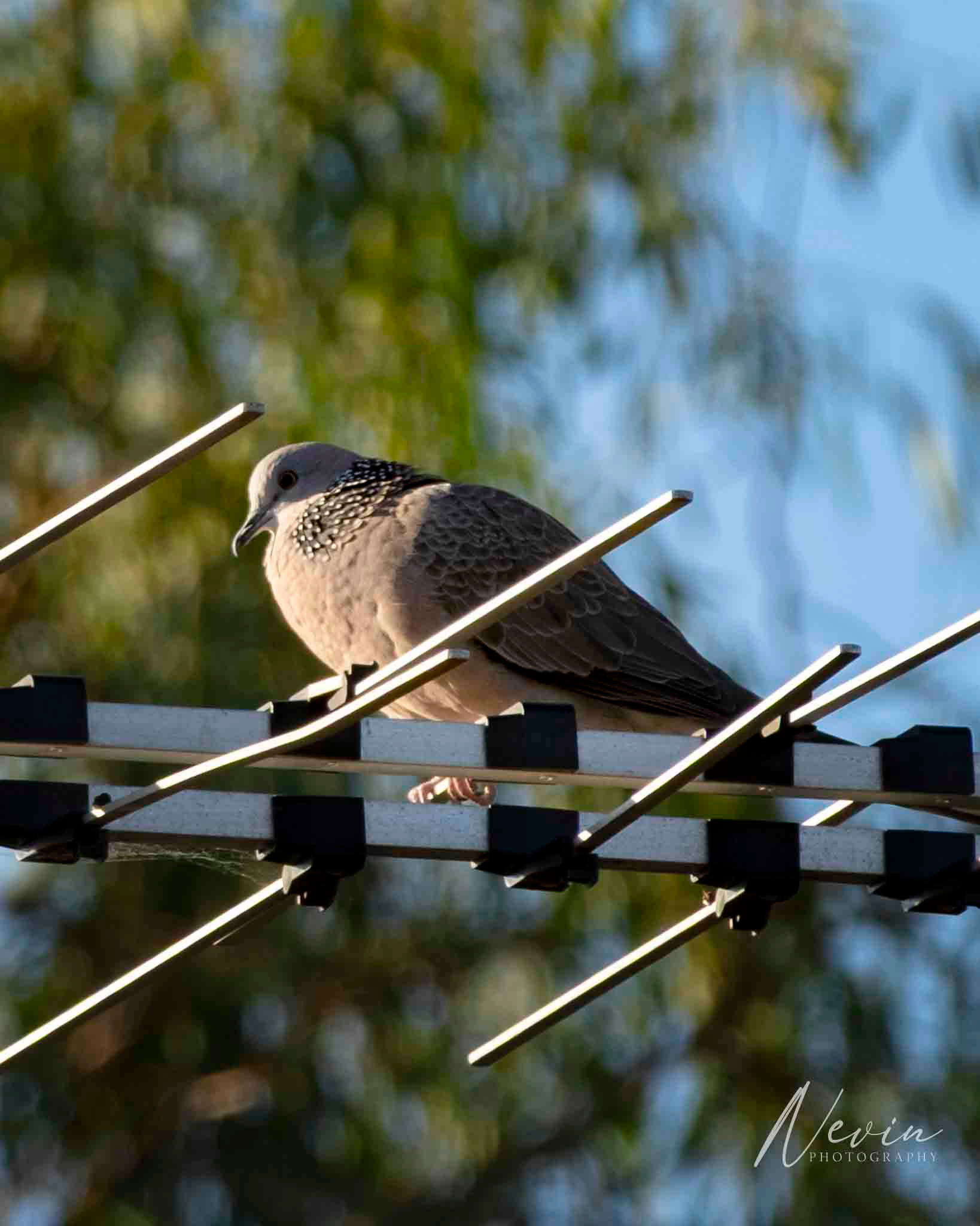 Spotted Dove (Spilopelia chinensis) - 23/04/2025