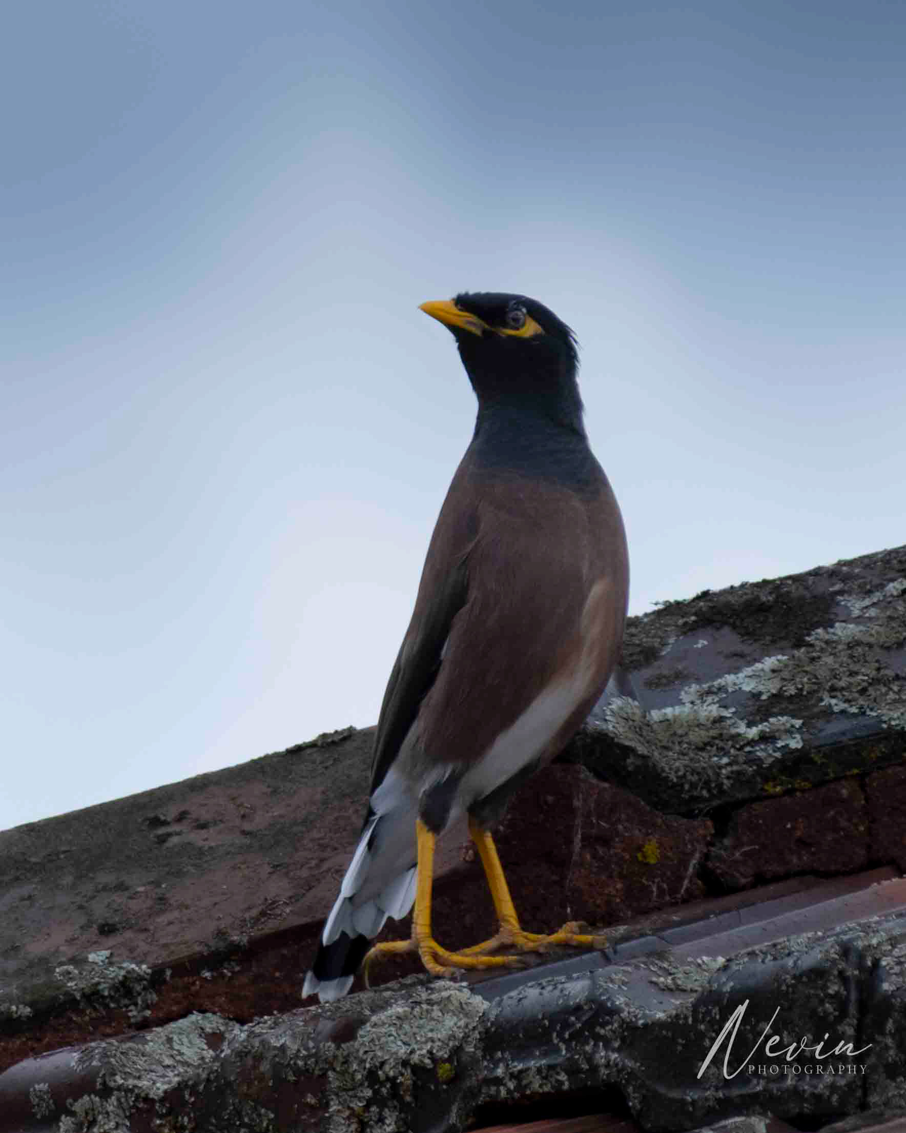 Common Myna (Acridotheres trusts) - 25/04/2025