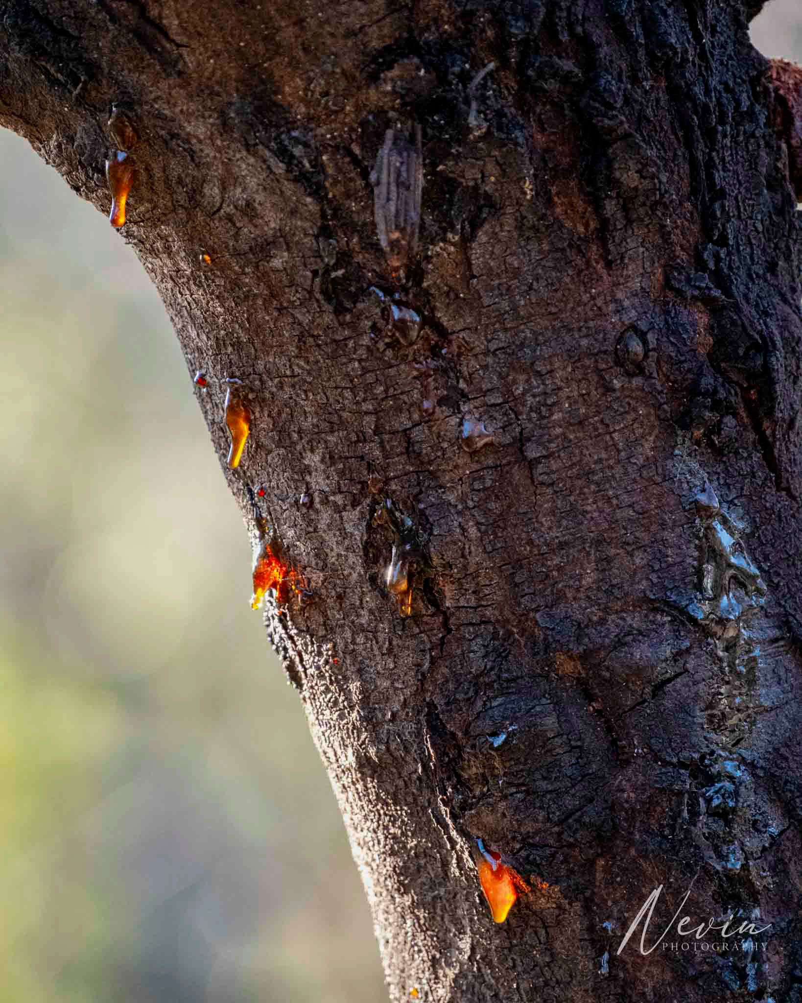 Studley Park - 21/06/2025