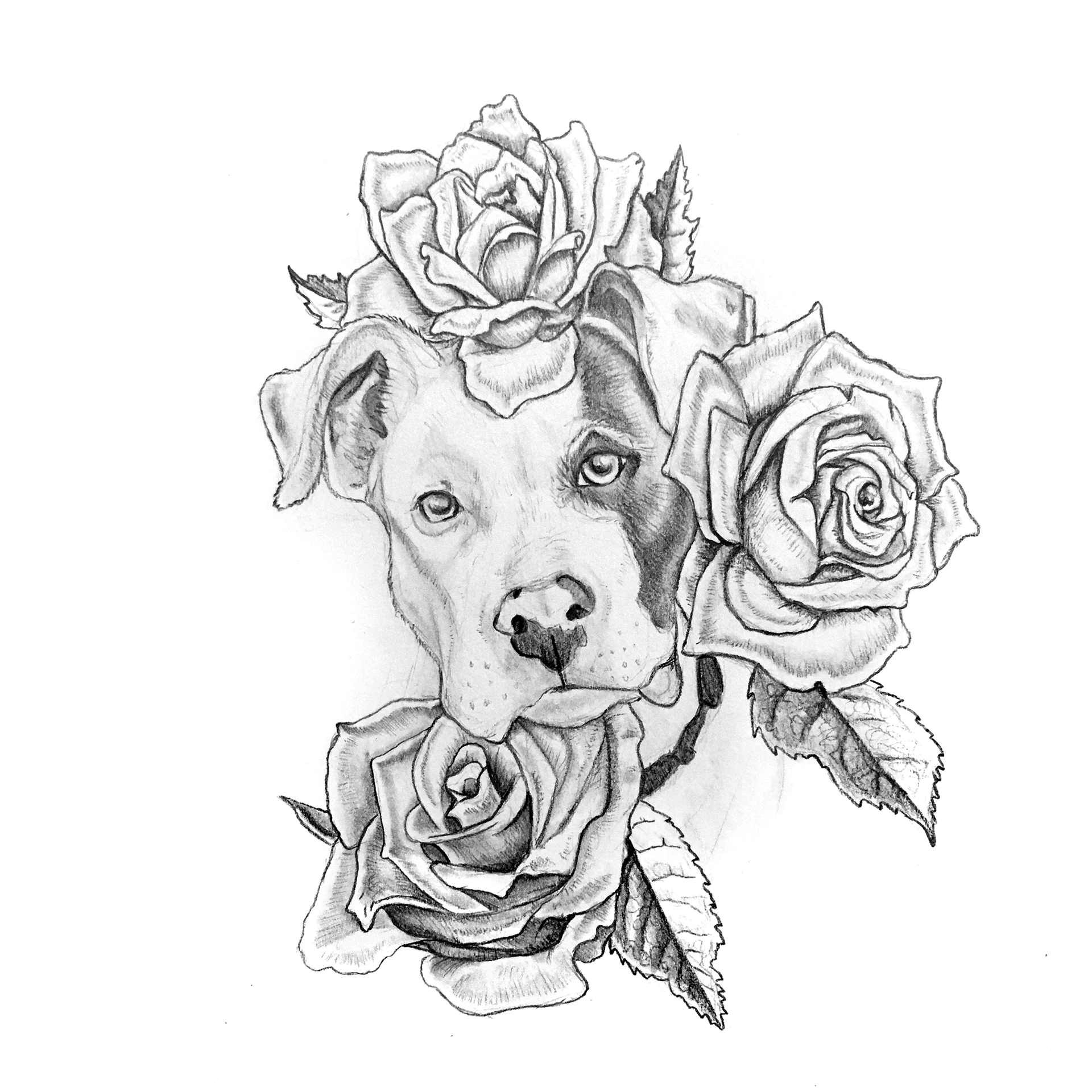 Rosie the Pitbull Tattoo. Graphite